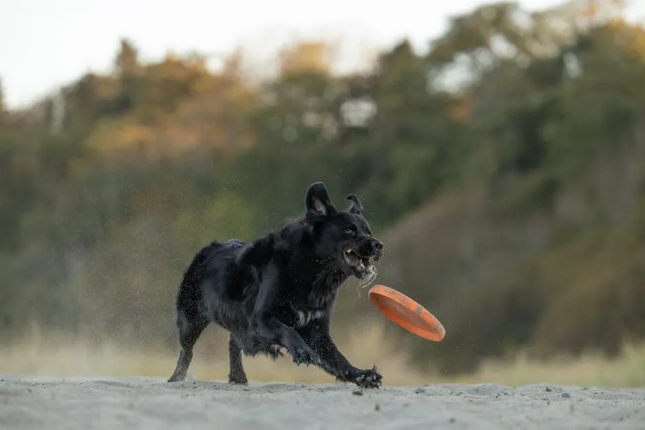 How to train my german shepherd like a police dog? 2 how to train my german shepherd like a police dog_1