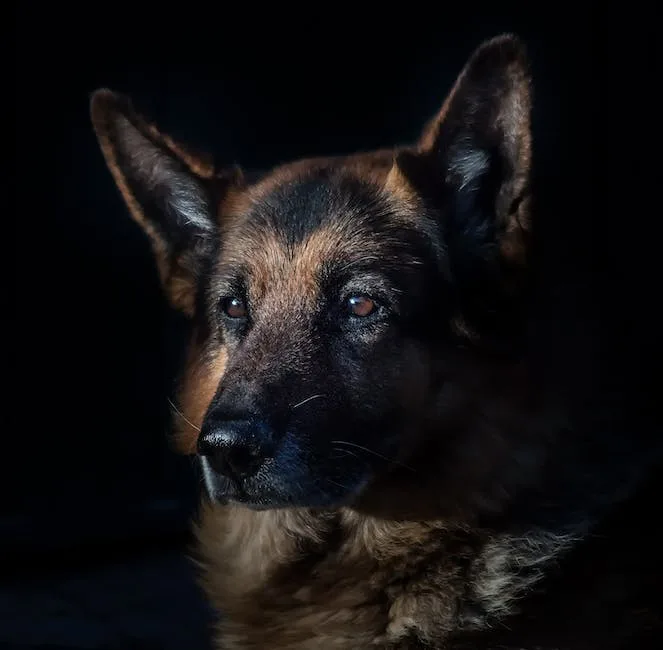 What is the lifespan of a german shepherd? 3 what is the lifespan of a german shepherd_2